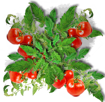 Tomate (Espèce)